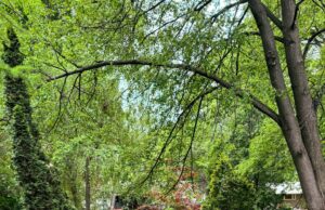 My 2024 Backyard Garden Plans and the Emotional Benefits of Gardening | Wit & Delight