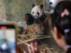 The Panda Factories – The New York Times
